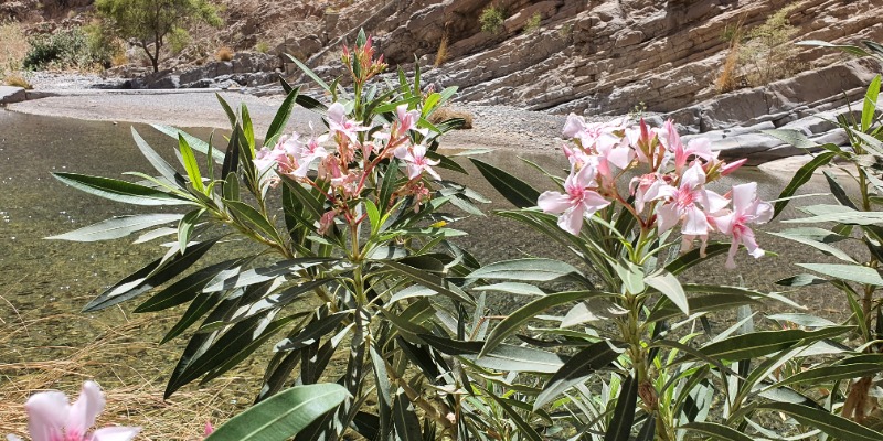  Wadi al Muaydin
