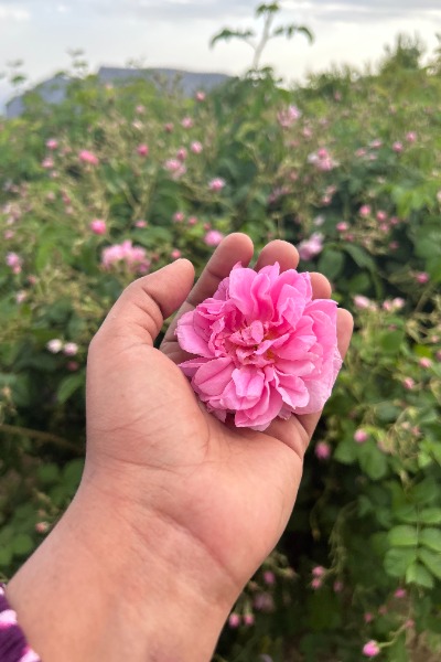 Damask Rose