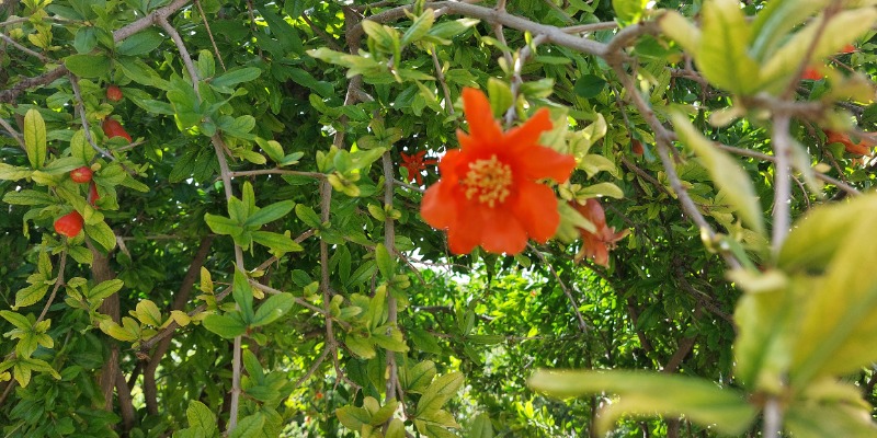 Pomegranate Flowers in Jebel Akhdar