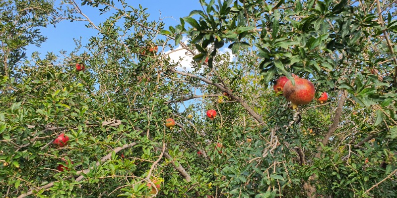 Pomegranate trees in Jebel Akhdar