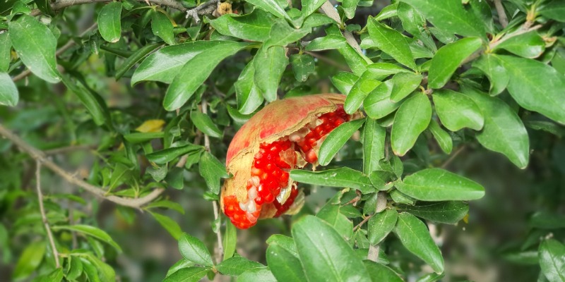 Pomegranate Kernels