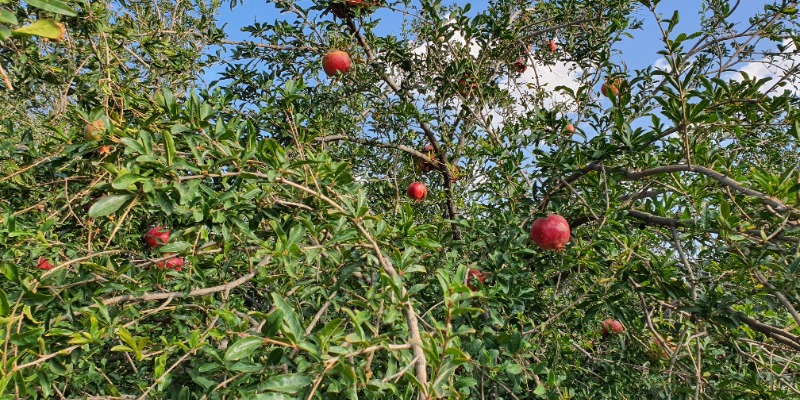 Pomegranate Orchard Jebel Akhtar