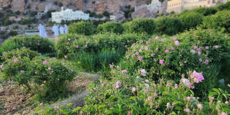 Damask rose garden in Jebel Akhdar