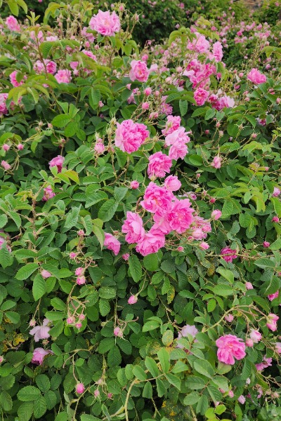 Damask