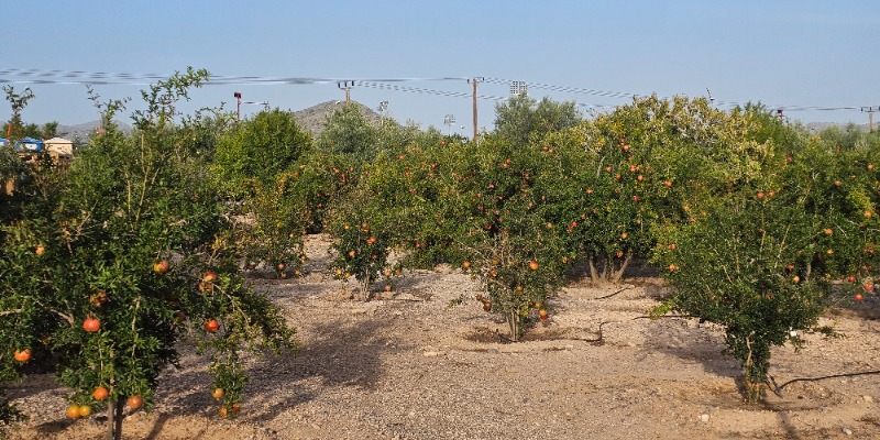 Aanush Blogs - Pomegranate trees at Rummana in Jebel Akhdar 