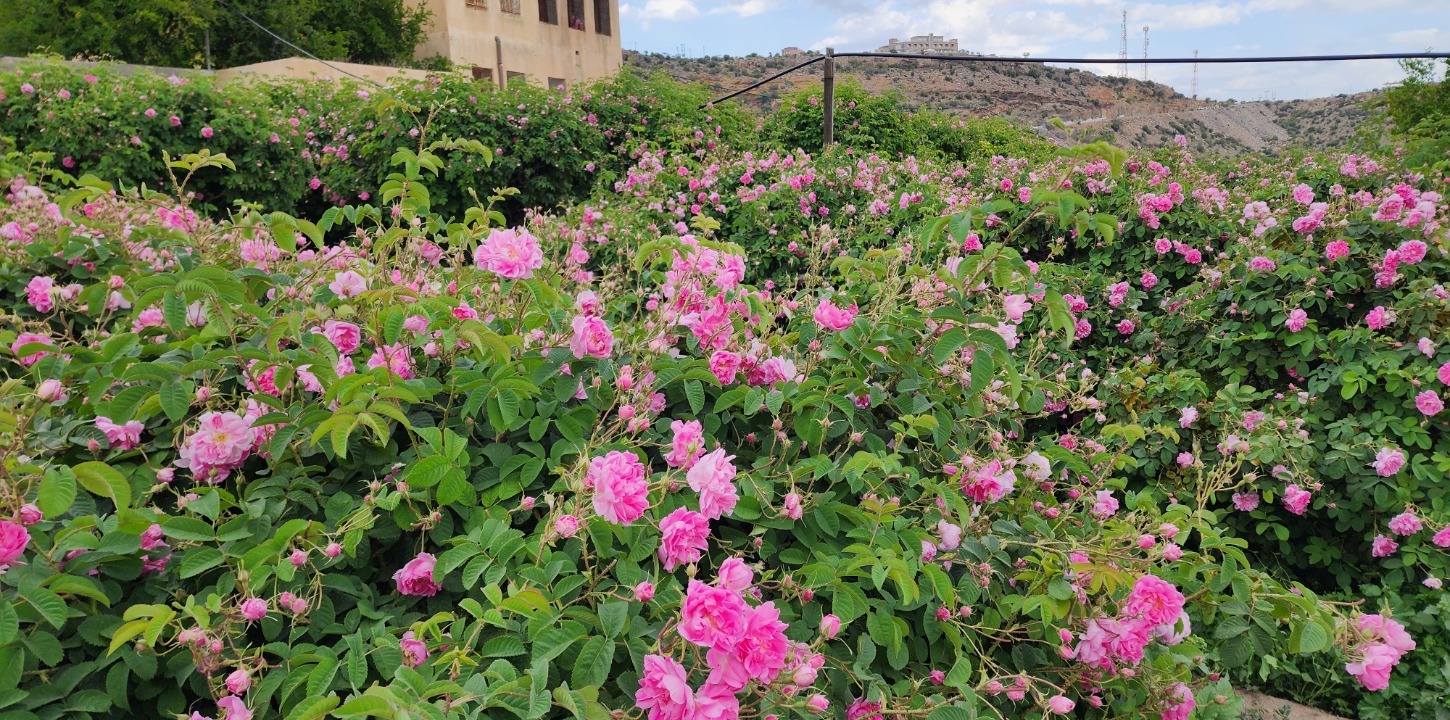 Aanush Blogs - Al Ayn Rose Gardens in Jebel Akhdar 