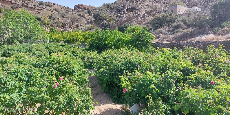 Aanush Blogs - Al-Ayn village 