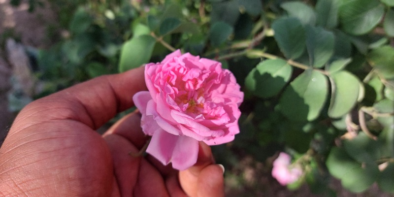 Aanush Blogs - Rose in Jebel Akhdar 
